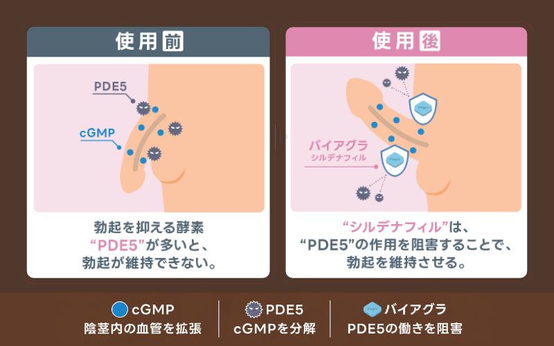 バイアグラ シルデナフィル 作用機序