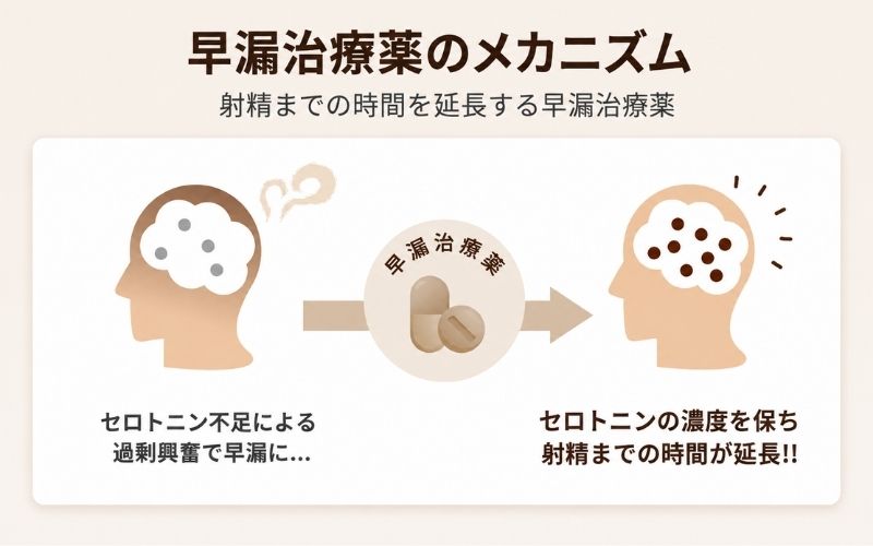早漏　治療薬　メカニズム