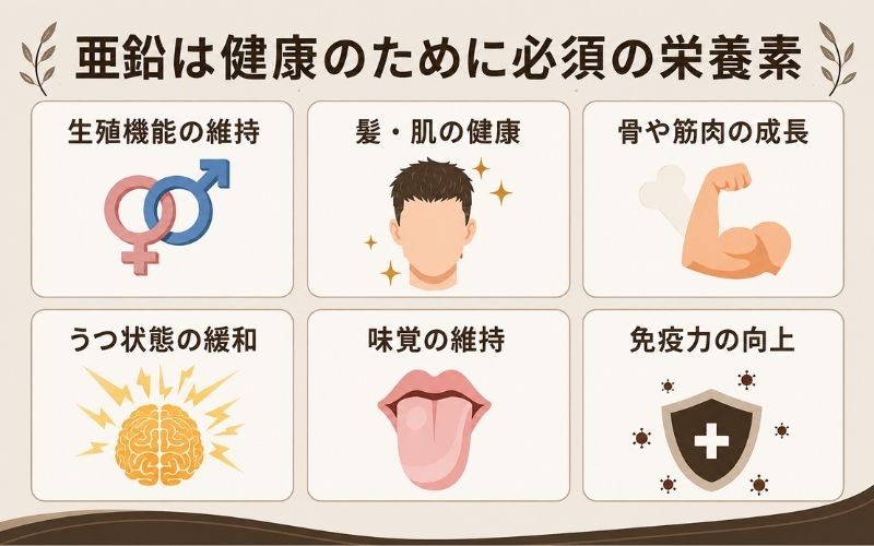 亜鉛　必須栄養素